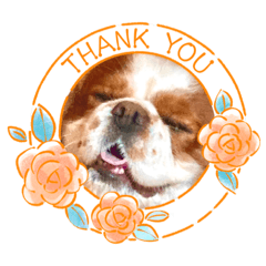 kutaro komomo special