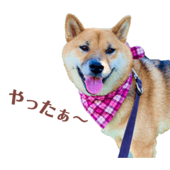 Suzu_20221226084238