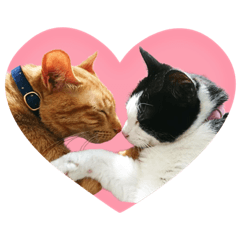 yukas cats