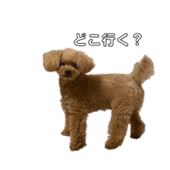 the life of a cute dog