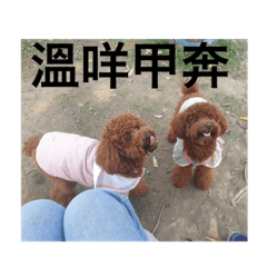 阿妞尬圓圓