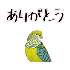 Useful Parakeet Sticker