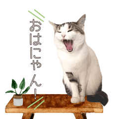 なつちゃんの猫スタンプ Ver.1