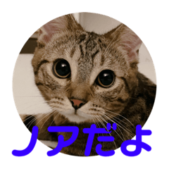 noakunn_20221227210629