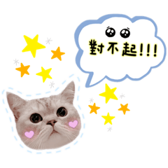 楚の：英短 - 蛋豬 .