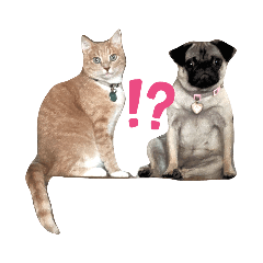 pug & cat misadventures