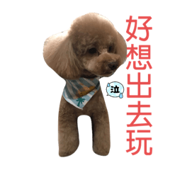 泰哥與小寶貝們