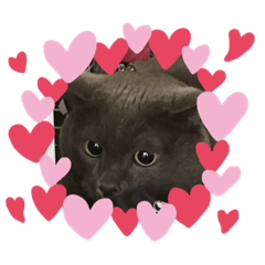 kuro and mugi
