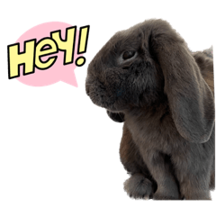 Rabbit_20221228160805