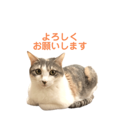 ruru_20221228214612