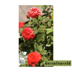 FarmHak