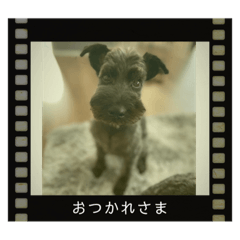 imai_Miniature Schnauzer