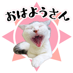 Kansai dialect Sticker of cat