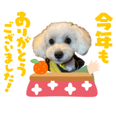 マルプーのくーちゃん③