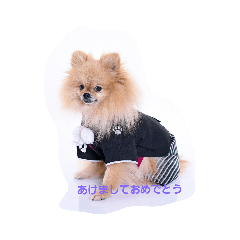 pomeranian kawaii new year