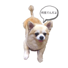 Chisa_20221229172609