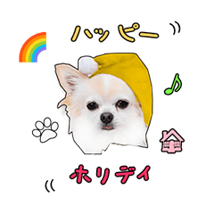 White-Brown Chihuahua say hello vol.3