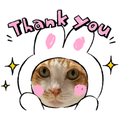 泰哥與兄弟姊妹們的日常