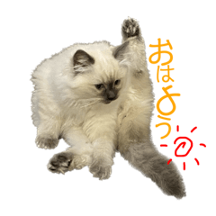 tanuki_20221230133752