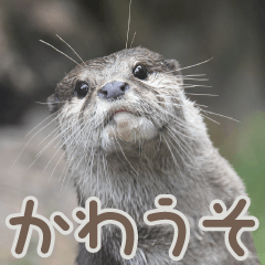 friends of the zoo(otter)