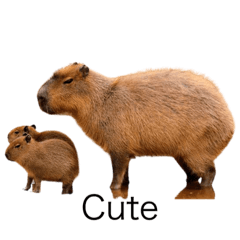 Just Capybara
