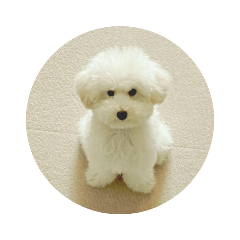 Toypoodle puru