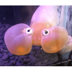 My Bubble eye goldfish
