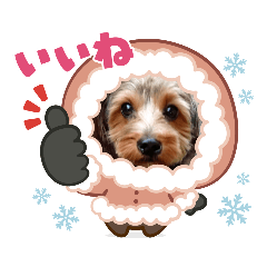 chocoMINT_20221230205419