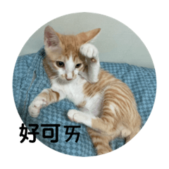 喬喬的Gucci