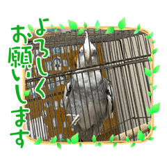 junko_20221230195636