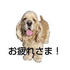 americancockersticker