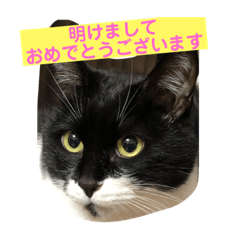 yuka_20221230213514