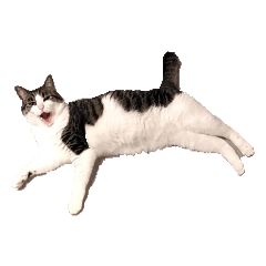 shiho_20221231002034