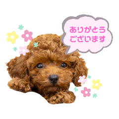 ruru_20221231003440
