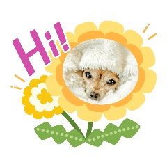 Golden Momo and Friends