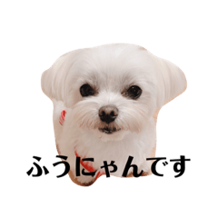 Shiho_20221230233936