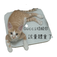 喬喬的Gucci❤️