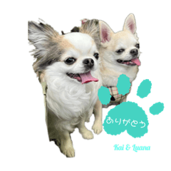 shiho_20221231122134