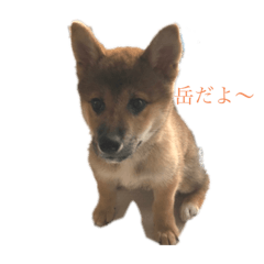 gaku_shibainu