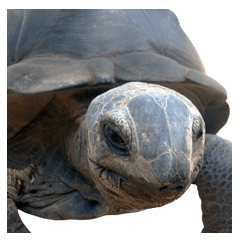 My Aldabra Tortoises