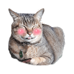 Meow&汪汪日常