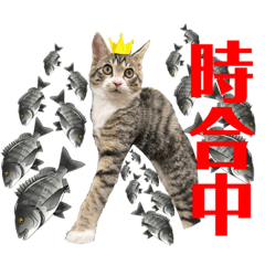 ミー坊  〜釣り名猫への道〜