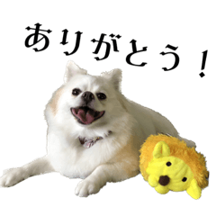 かわいいうちの犬達【日常会話スタンプ】