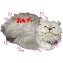 yuka_20230101122809
