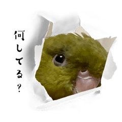 Bolborhynchus lineola stickers