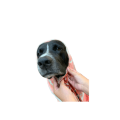 kanoon pen dog