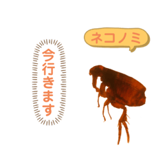 Cat parasite