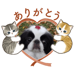 Kurijaja_20230101223228