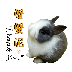 兔崽子花灰樂-幼幼班萌日常