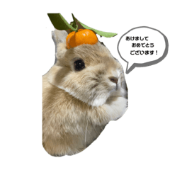 Rabbit_kinachoco1